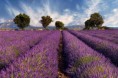 /album/fotogaleria/fototapeta-levandulove-pole-provence-francuzsko-3210-jpg-large-jpg/